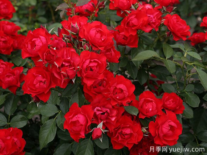黑色森林月季(图3) 黑色森林月季(图3)