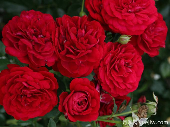 波尔多红酒月季(图1)