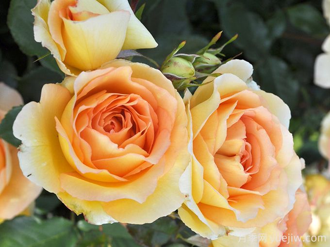 尤里卡月季(科德斯)(图1)