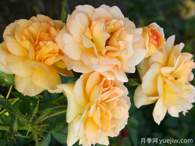 尤里卡月季(科德斯)(图2)