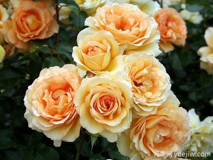 尤里卡月季(科德斯)(图3)