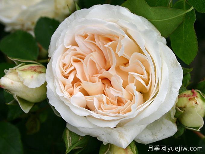 星河月季/尘世/宇宙(图1) 星河月季/尘世/宇宙(图1)