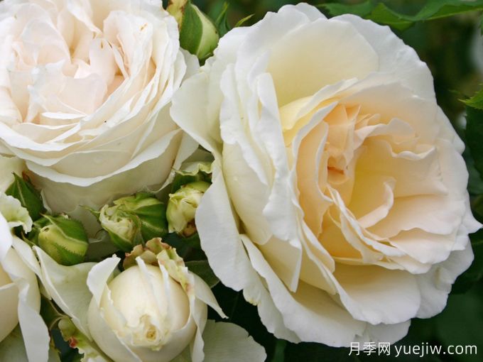 星河月季/尘世/宇宙(图2) 星河月季/尘世/宇宙(图2)