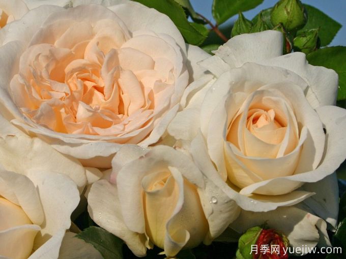 星河月季/尘世/宇宙(图3) 星河月季/尘世/宇宙(图3)