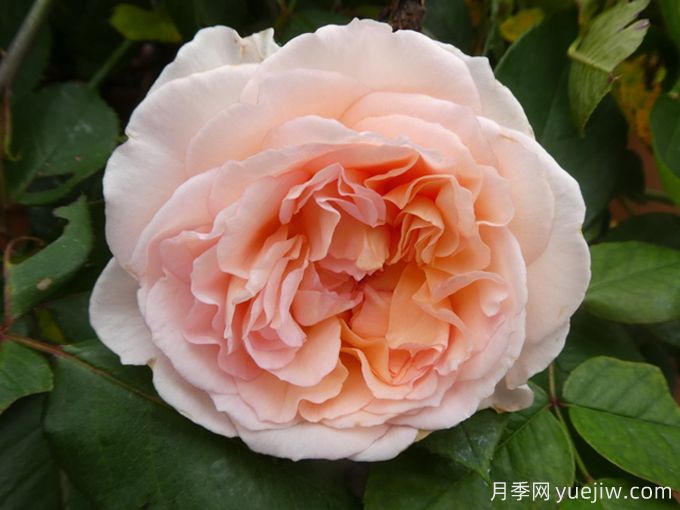 童话魔法月季/极乐芬芳月季(图2)