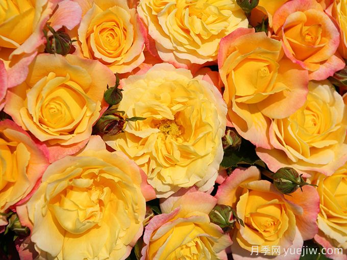 希望玫瑰月季/玫瑰之夜(图2)