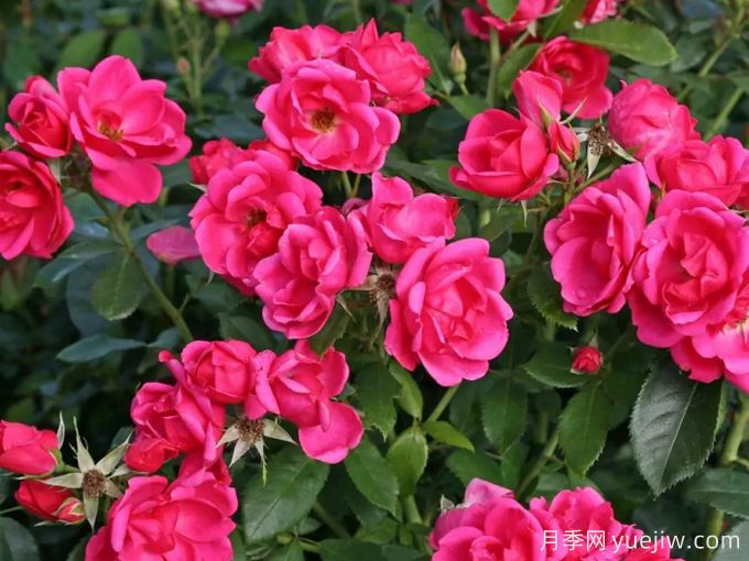 花园朋友月季/花园之友/彩色火烈鸟(图2)