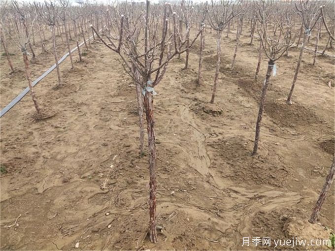 南种北移苗木在北方如何防寒?(图1) 南种北移苗木在北方如何防寒?(图1)