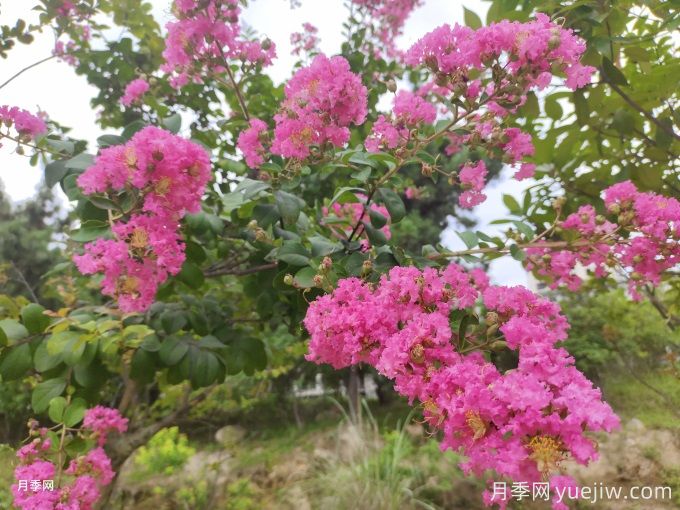 紫薇常见病虫害的防治方法(图1) 紫薇常见病虫害的防治方法(图1)