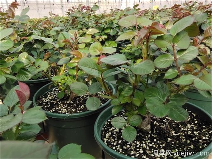 月季出笋芽,需要打顶吗?(图1) 月季出笋芽,需要打顶吗?(图1)