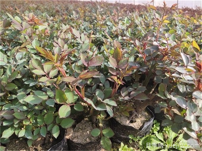 月季根瘤怎么辨别?(图1) 月季根瘤怎么辨别?(图1)