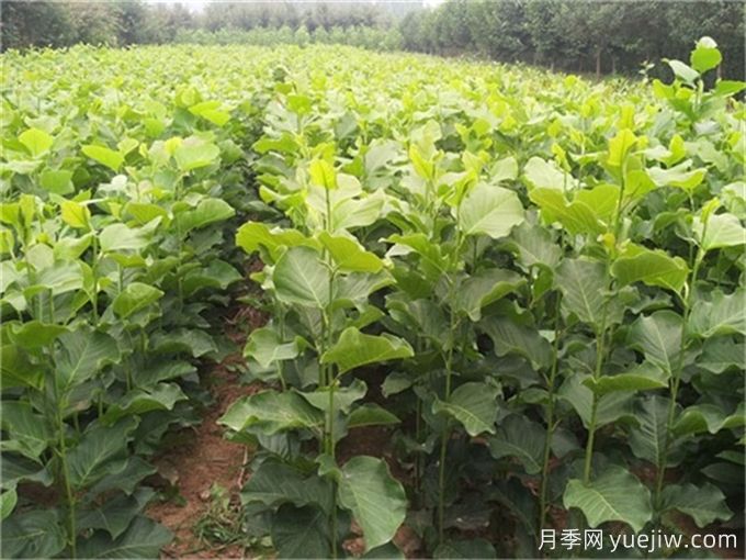 盆栽白玉兰的管理(图1) 盆栽白玉兰的管理(图1)