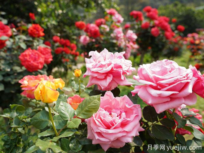 怒江月季应用和月季景观(图1)