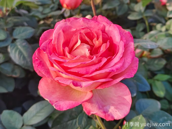 南阳月季繁育基地教你轻松辨别月季、玫瑰和蔷薇(图1) 南阳月季繁育基地教你轻松辨别月季、玫瑰和蔷薇(图1)