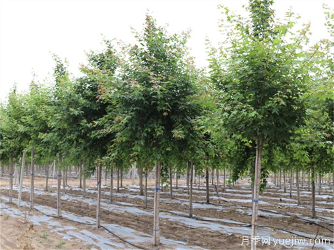 元宝枫(图2) 元宝枫(图2)