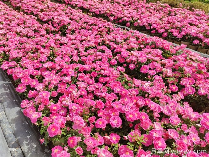 城市道路绿化苗木的选择办法(图2) 城市道路绿化苗木的选择办法(图2)