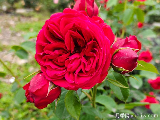 100种玫瑰花的名字,来了解下不同颜色的品种月季(图1) 100种玫瑰花的名字,来了解下不同颜色的品种月季(图1)