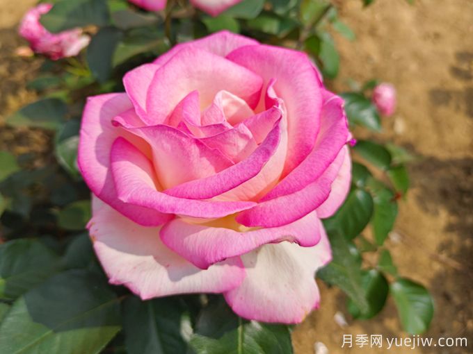 100种玫瑰花的名字,来了解下不同颜色的品种月季(图2) 100种玫瑰花的名字,来了解下不同颜色的品种月季(图2)