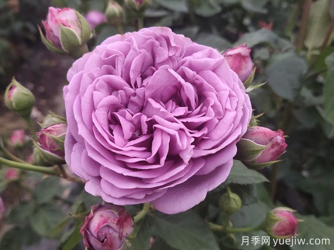 100种玫瑰花的名字,来了解下不同颜色的品种月季(图3) 100种玫瑰花的名字,来了解下不同颜色的品种月季(图3)