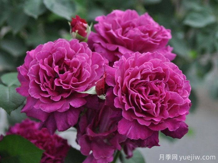 细波涟漪月季/微波/细波(图4)