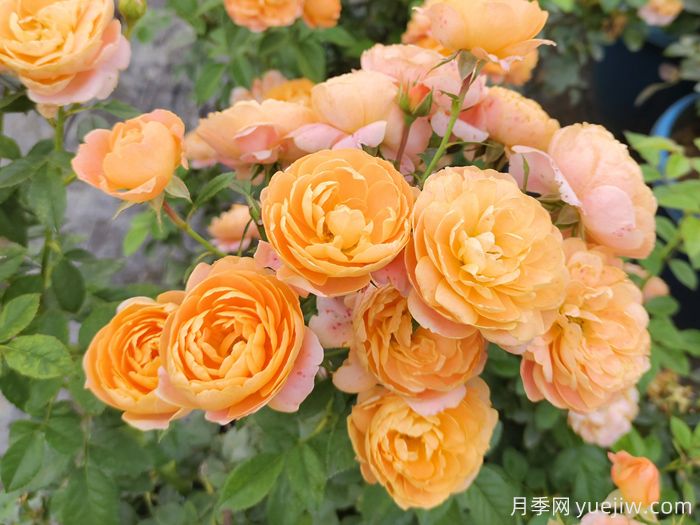 一见倾心的10种橙色系月季品种推荐,你养过几个?(图1) 一见倾心的10种橙色系月季品种推荐,你养过几个?(图1)