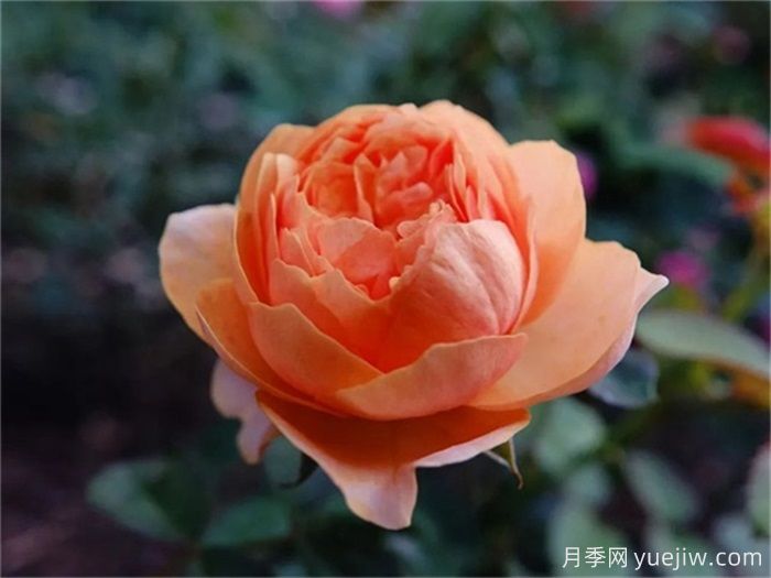 一见倾心的10种橙色系月季品种推荐,你养过几个?(图2) 一见倾心的10种橙色系月季品种推荐,你养过几个?(图2)