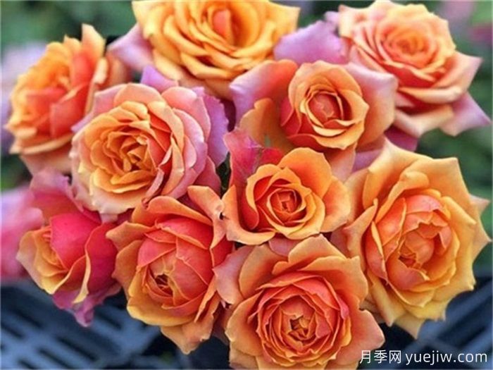 一见倾心的10种橙色系月季品种推荐,你养过几个?(图5) 一见倾心的10种橙色系月季品种推荐,你养过几个?(图5)