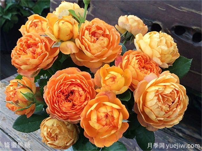 一见倾心的10种橙色系月季品种推荐,你养过几个?(图6) 一见倾心的10种橙色系月季品种推荐,你养过几个?(图6)