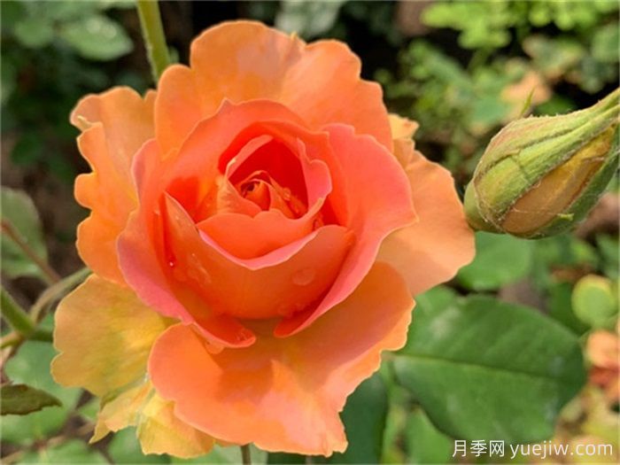一见倾心的10种橙色系月季品种推荐,你养过几个?(图7) 一见倾心的10种橙色系月季品种推荐,你养过几个?(图7)