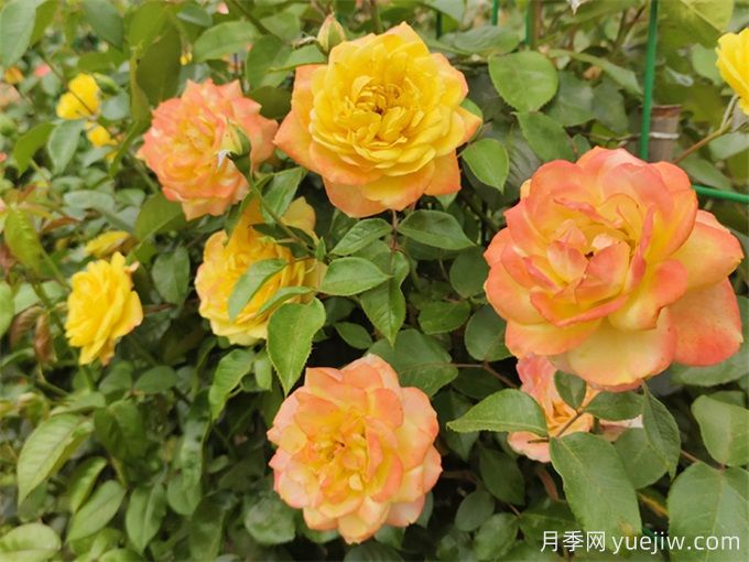 月季花的主要种类和品种有哪些(图1) 月季花的主要种类和品种有哪些?(图1)