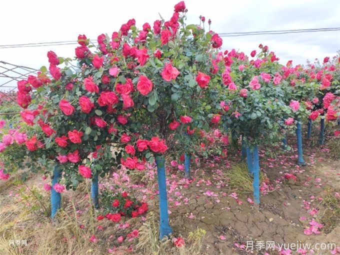 月季花的主要种类和品种有哪些(图3) 月季花的主要种类和品种有哪些?(图3)