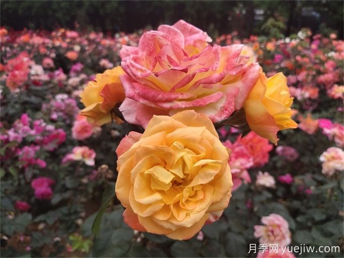 南阳月季花的养殖方法和注意事项总结(图2) 南阳月季花的养殖方法和注意事项总结(图2)