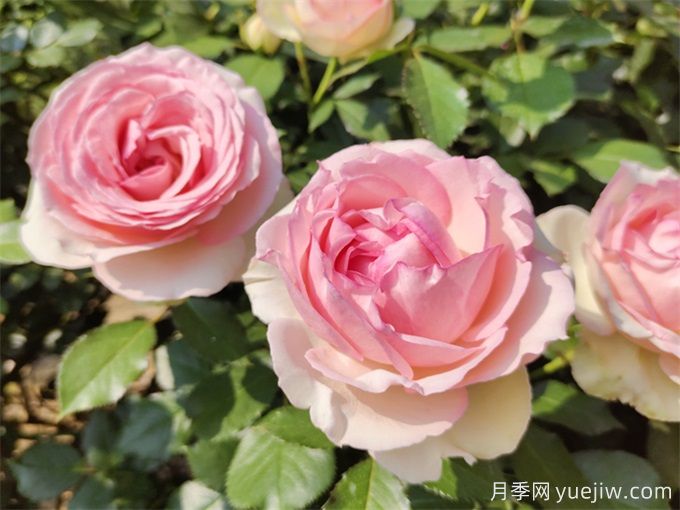 南阳月季花的养殖方法和注意事项总结(图3) 南阳月季花的养殖方法和注意事项总结(图3)