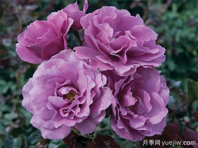 紫色系藤本月季品种都有哪些?推荐8个优秀品种(图1) 紫色系藤本月季品种都有哪些?推荐8个优秀品种(图1)