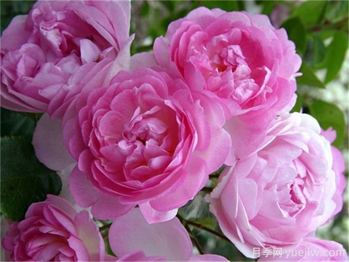 紫色系藤本月季品种都有哪些?推荐8个优秀品种(图3) 紫色系藤本月季品种都有哪些?推荐8个优秀品种(图3)