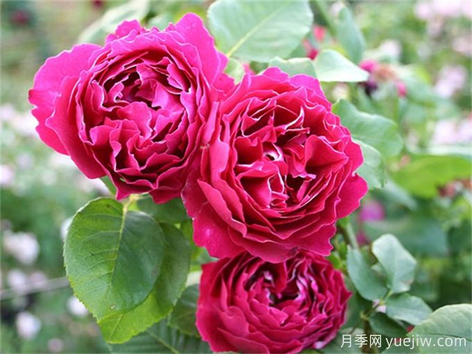 紫色系藤本月季品种都有哪些?推荐8个优秀品种(图6) 紫色系藤本月季品种都有哪些?推荐8个优秀品种(图6)