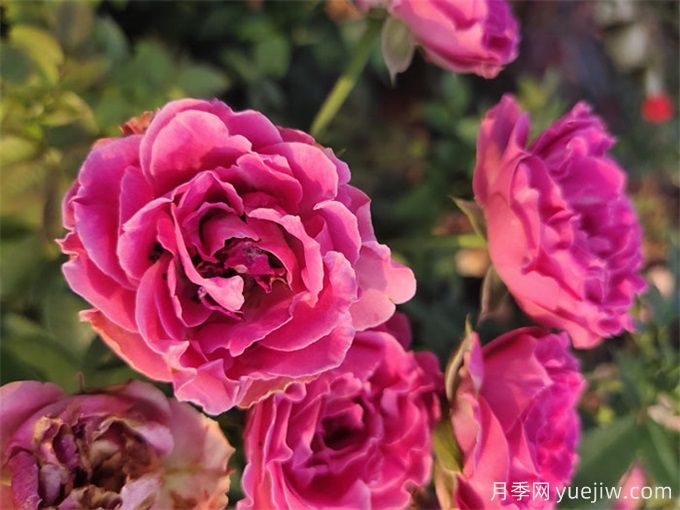 紫色系藤本月季品种都有哪些?推荐8个优秀品种(图7) 紫色系藤本月季品种都有哪些?推荐8个优秀品种(图7)