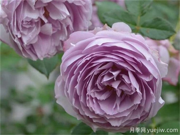 推荐10款高颜值紫色系月季,美艳不可方物(图7) 推荐10款高颜值紫色系月季,美艳不可方物(图7)
