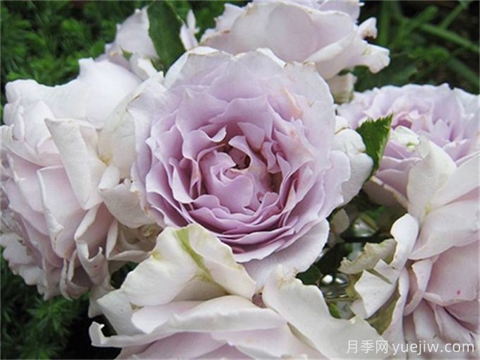 推荐10款高颜值紫色系月季,美艳不可方物(图8) 推荐10款高颜值紫色系月季,美艳不可方物(图8)