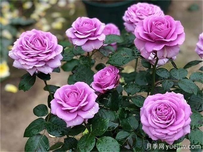 推荐10款高颜值紫色系月季,美艳不可方物(图9) 推荐10款高颜值紫色系月季,美艳不可方物(图9)