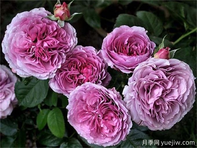 推荐10款高颜值紫色系月季,美艳不可方物(图1) 推荐10款高颜值紫色系月季,美艳不可方物(图1)
