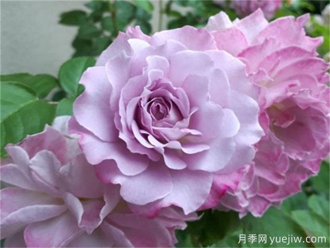 推荐10款高颜值紫色系月季,美艳不可方物(图2) 推荐10款高颜值紫色系月季,美艳不可方物(图2)