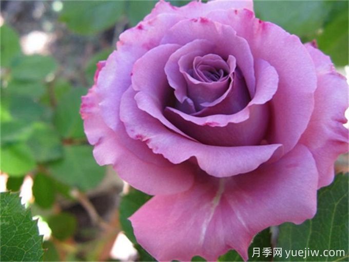 推荐10款高颜值紫色系月季,美艳不可方物(图3) 推荐10款高颜值紫色系月季,美艳不可方物(图3)