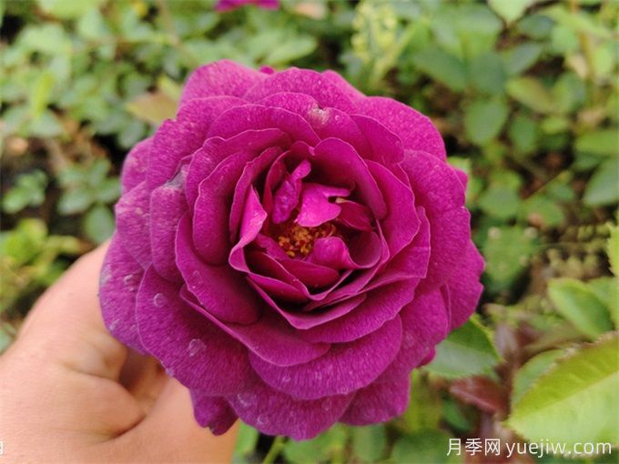 推荐10款高颜值紫色系月季,美艳不可方物(图5) 推荐10款高颜值紫色系月季,美艳不可方物(图5)