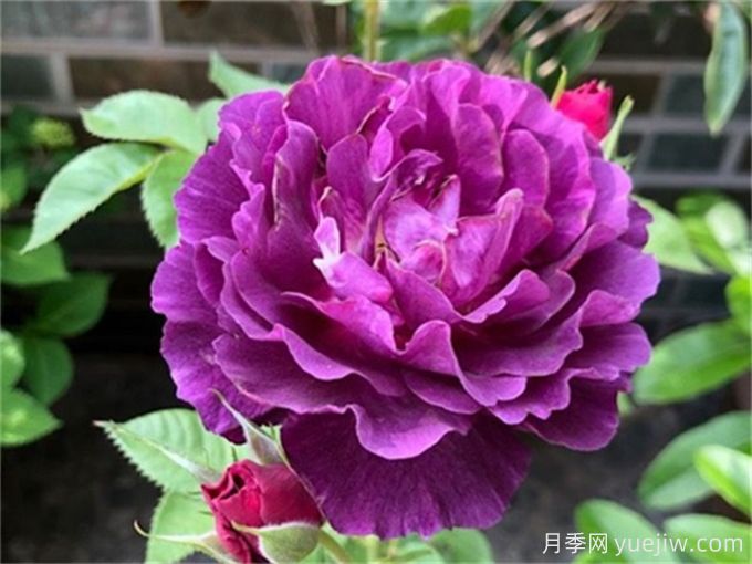 推荐10款高颜值紫色系月季,美艳不可方物(图6) 推荐10款高颜值紫色系月季,美艳不可方物(图6)