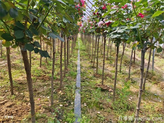 新移植树木枯叶不落是什么原因?(图1) 新移植树木枯叶不落是什么原因?(图1)