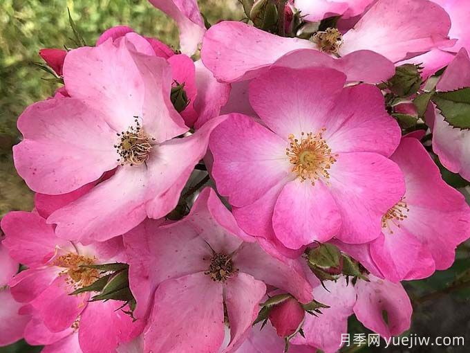 福禄考梅迪兰月季(图3)