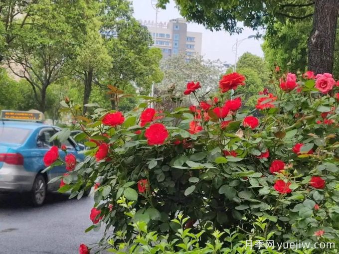 安顺月季应用和月季景观(图2) 安顺月季应用和月季景观(图2)