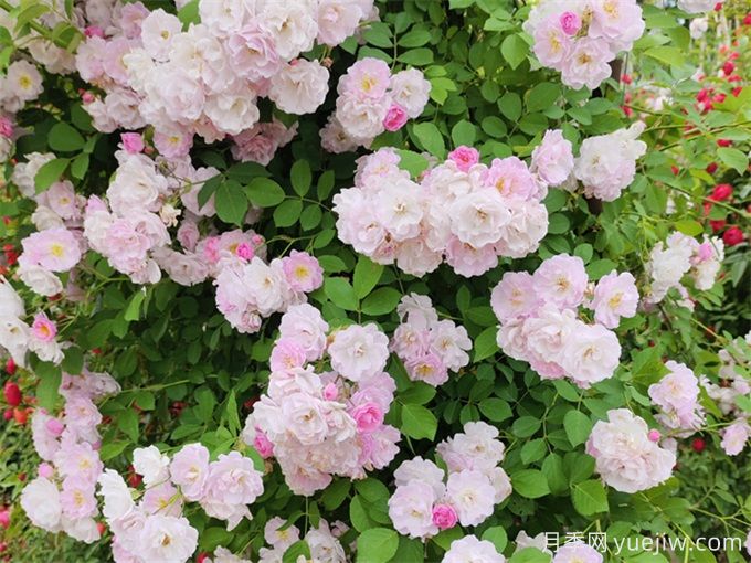 安顺月季应用和月季景观(图1) 安顺月季应用和月季景观(图1)