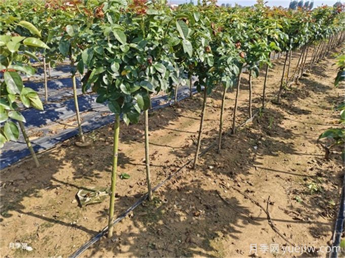 入秋季月季花叶子掉光了,该如何修剪?(图2) 入秋季月季花叶子掉光了,该如何修剪?(图2)